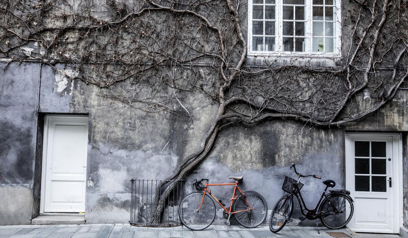 Grene, der slynger sig op ad væg og to parkerede cykler